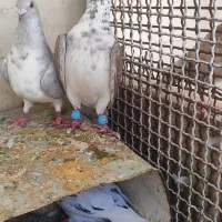 کبوتر فروشی