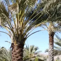 توت بری ( توختک بری) هرس  و برش درخت نخل و مرکبات