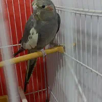 عروس هلندی ماده|پرنده|تربت جام, یحیی آباد|دیوار