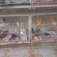 ماده قناری|پرنده|قم, گلزار|دیوار