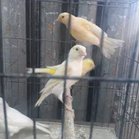 قناری ماده  جوجه امسال آماده