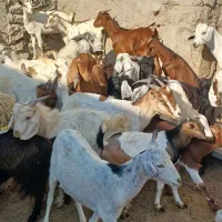 کهره گیسه بز خود بندرعباس با قصابی رایگان|حیوانات مزرعه|بندرعباس, |دیوار