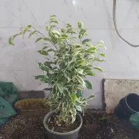 گل و گیاه بنجامین ابلق