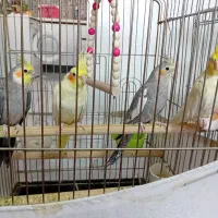 عروس هلندی یدونه نر سرحال و دوتاجوجه لوتینو