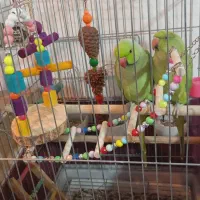 ملنگو جفت دستی۱۵۰۰۰