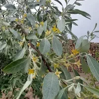 استخدام چاپچی افست هایدلبرگ