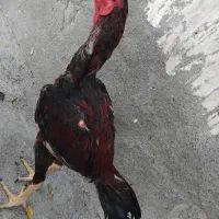 خروس لل
