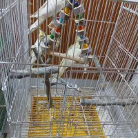 عروس هلندی