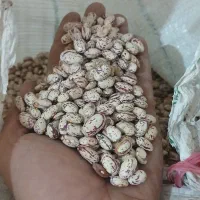 لوبیا چیتی تازه برا امسال هستش