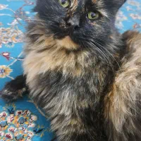 گربه پرشین نژاد دال فیس