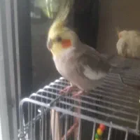 کارگر ساده وروزمزد هستم