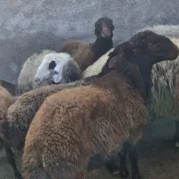 یک راس بره نرهتروهمو۹ماهه جهت فروش