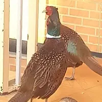 3عدد خروس امریکایی پاکستانی