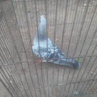 کبوتر