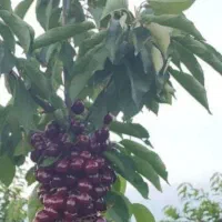 فروش نهال گیلاس لاپینز آمریکایی|خدمات باغبانی و درختکاری|سامان, |دیوار