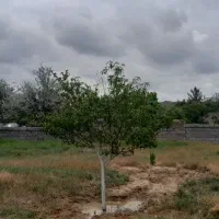 فروش فوری ۵۰۰ متر زمین باغی فقط متری ۲.۵