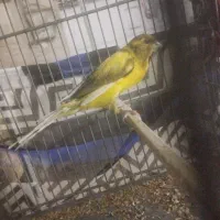 قناری بلند 2تا|پرنده|ری, سیزده آبان|دیوار