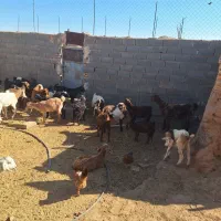 بز و کهره|حیوانات مزرعه|مهریز, |دیوار