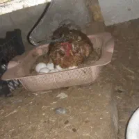 مرغ اصل عربی