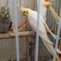پرنده|پرنده|شیراز, دشت چنار|دیوار