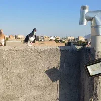 کبوتر دزدیده