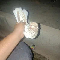 کبوتر معاوزع با تهرانی