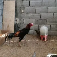 لاری|حیوانات مزرعه|مشهد, توس فردوسی|دیوار