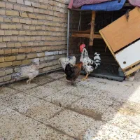 فروش مرغ وخروس