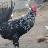 خروس گلین|حیوانات مزرعه|شیروان (خراسان), |دیوار