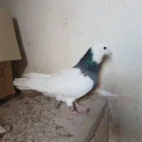طوقی سبز نر کاکل|پرنده|شیراز, شهرک گلها|دیوار