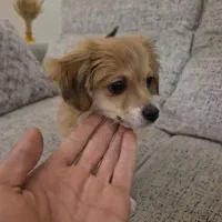 سگ شیتزو پامرین