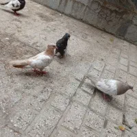 کبوتر رنگه