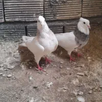 کبوتر طوقی
