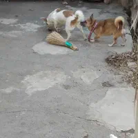 توله پاکوتا نگهبانی