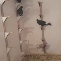 کفتر نرسوراخ|پرنده|چترود, |دیوار