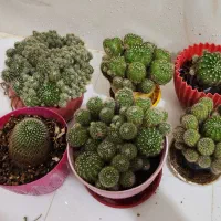 حراجی کاکتوس