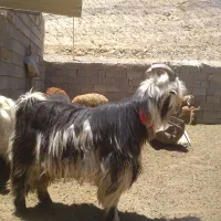 بزغاله دوبری