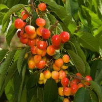 نهال های مناسب باغ و باغچه با تعداد عمده و خرده|خدمات باغبانی و درختکاری|اهر, |دیوار