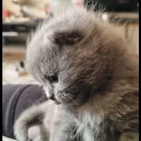 بچه گربه اسکاتیش دونه ای ۲۵ تومن .فقط بچها فروشیت