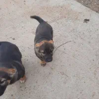 افغانی درشت