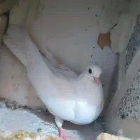 کبوتر|پرنده|بروجرد, |دیوار