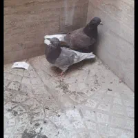 کبوتر|پرنده|کاشان, باغ ماجد|دیوار