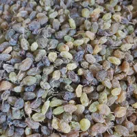 کشمش سایه خشک ارگانیک|خوردنی و آشامیدنی|ملایر, |دیوار