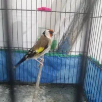 سره جفتی مسته مست