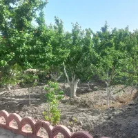 باغ ویلای ۵۰۰ متری شهریار روستای صالح آباد .|فروش خانه و ویلا|شهریار, شهریار|دیوار