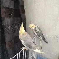 فروش عروسی هلندی