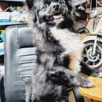 سگ بازیگوش|حیوانات|تهران, قیام|دیوار