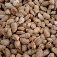 بادام سنگی بناب