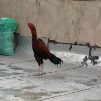 خروس لاری