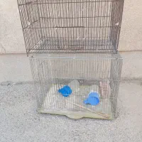 قفس جای قناری